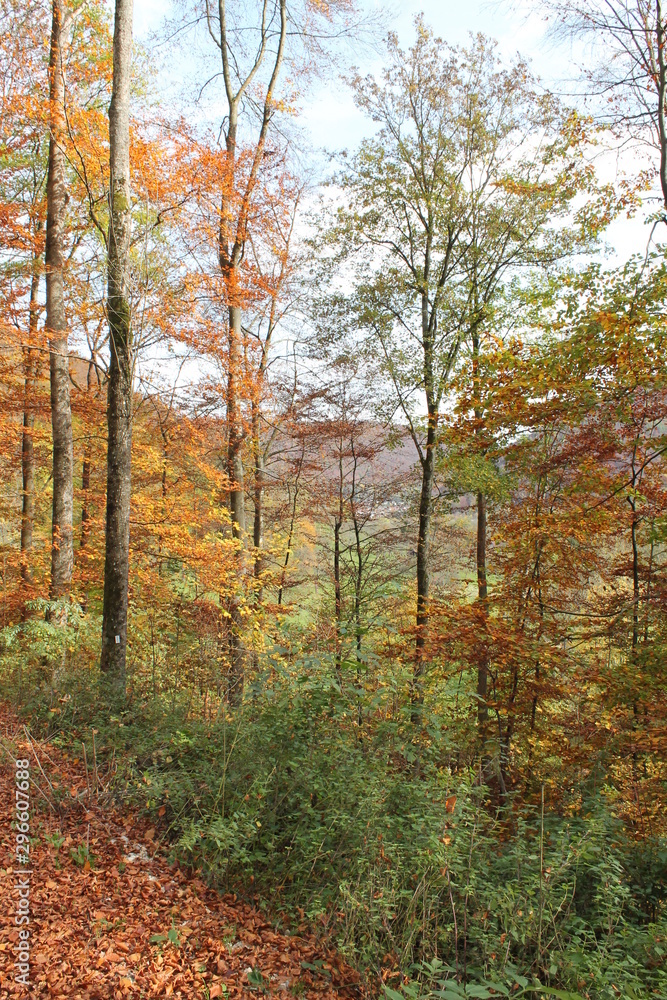 Herbstwald am Wanderweg