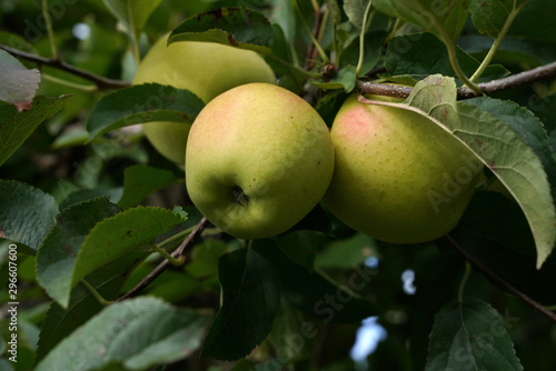 Apfel Äpfel Apfelernte in Südtirol