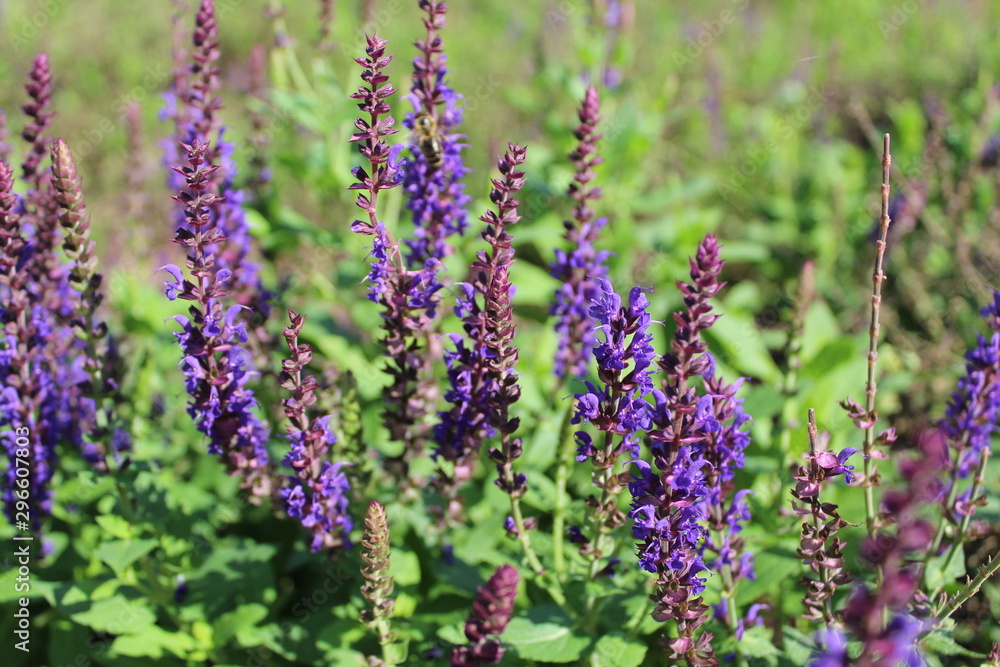 Obraz premium lavender flowers