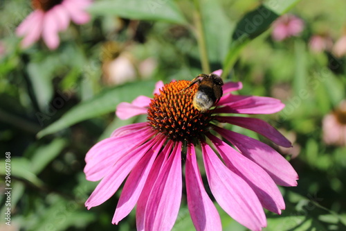 bee on flower