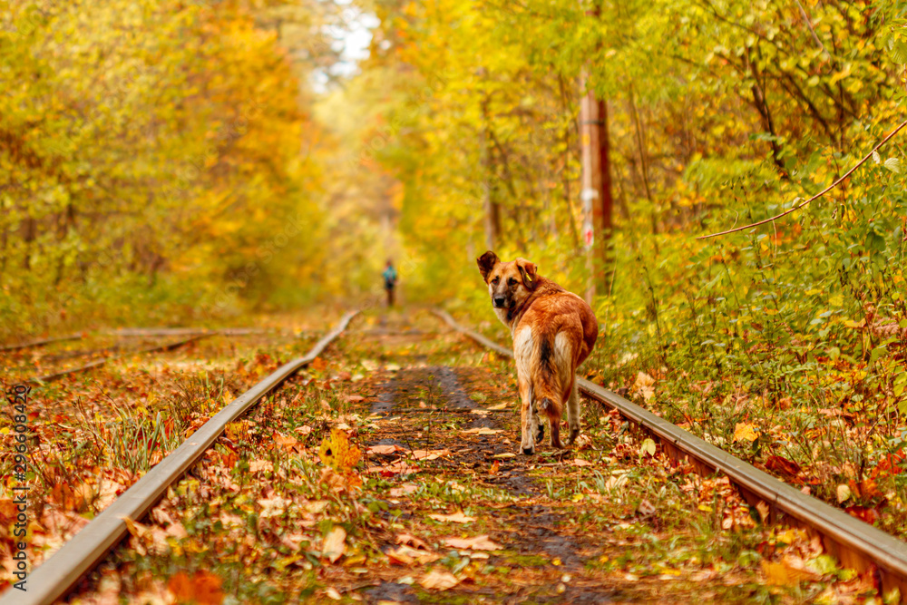 Naklejka premium Autumn forest through which an old tram rides (Ukraine) and red dog