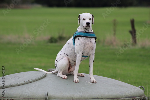 Quadro su tela Dalmatiner Hund