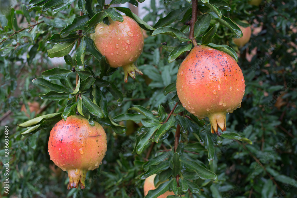 pomegranate fruit pomegranate fruit