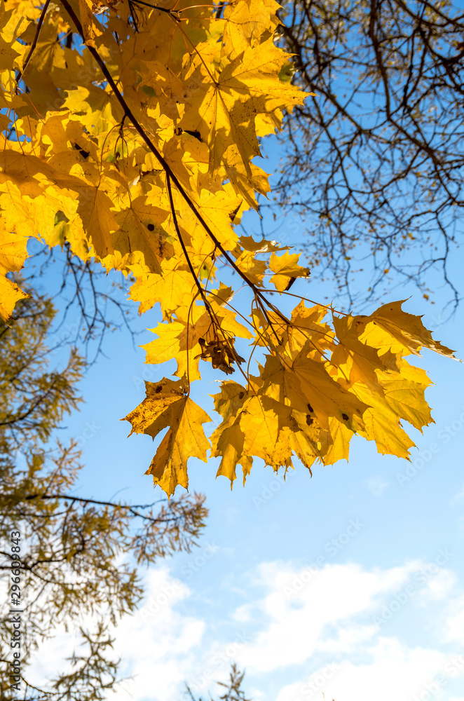 Yellow autumn maple leafs on the branch and blue sky Yellow autumn maple leafs on the branch and blue sky