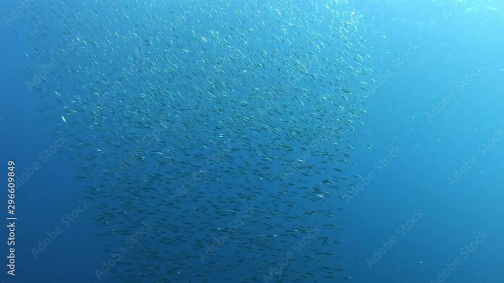 Little fishes bait ball swimming in blue water - Scuba diving in Majorca Little fishes bait ball swimming in blue water - Scuba diving in Majorca