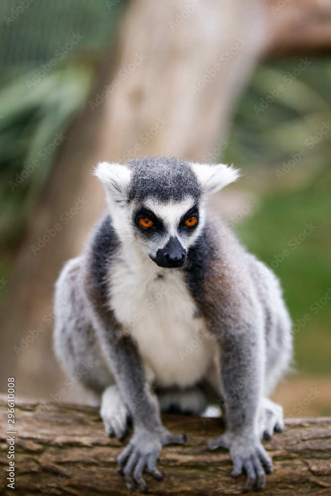 Obraz premium Portrait d'un lémurien