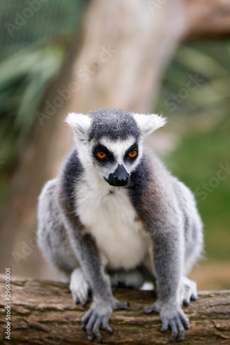 Portrait d'un lémurien