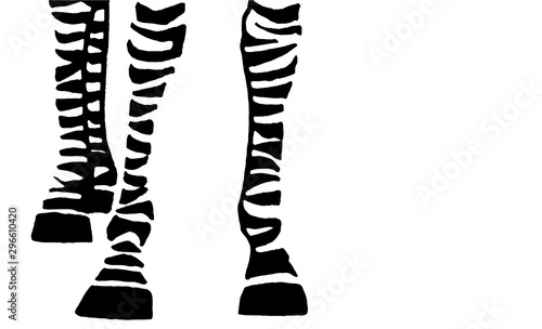 Zebra's legs isolated on white background,vector illustration for typography , art design