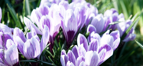 crocuses in the garden