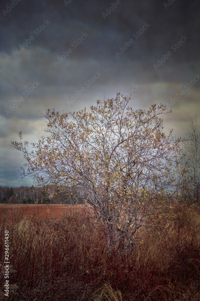 Pin cherry tree along the edge of a farm field in late fall. Pin cherry tree along the edge of a farm field in late fall.