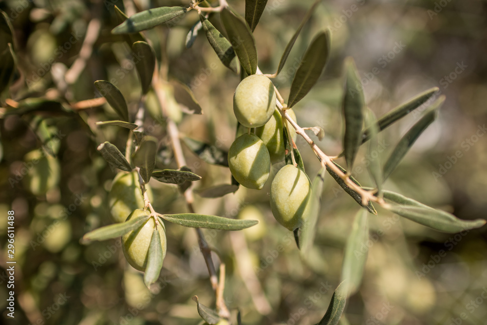 olive branch with lots of olives on it. closeup photo olive branch with lots of olives on it. closeup photo