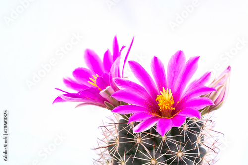 Macro shot of a beautiful pink blooming cactus flower with white background.