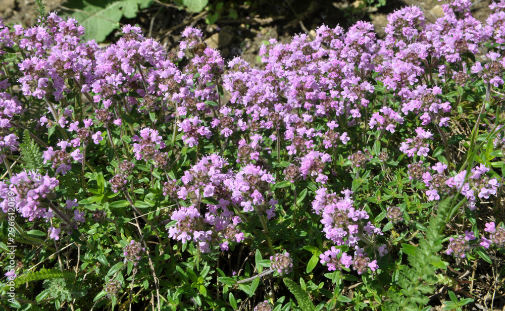 Thyme blooms in the wild Thyme blooms in the wild