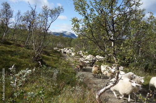 Schafe laufen auf Fahrweg