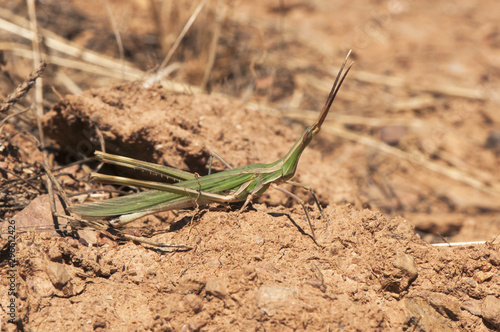 Truxalis nasuta Splendid Cone-headed Grasshopper large and green and white grasshopper with stick or twig aspect to blend in