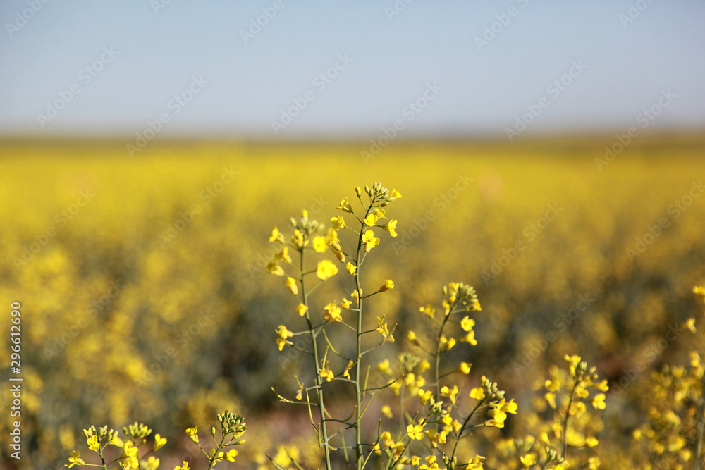 Canola field in the summer Canola field in the summer