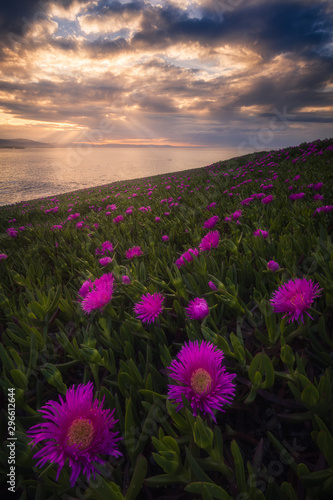 Wildflowers © Tomasz