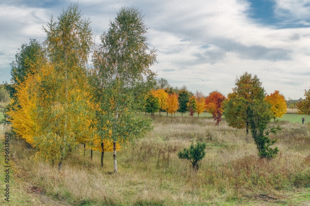 colorful autumn landscape on a sunny day, colorful birches and maples, dry thickets and bushes