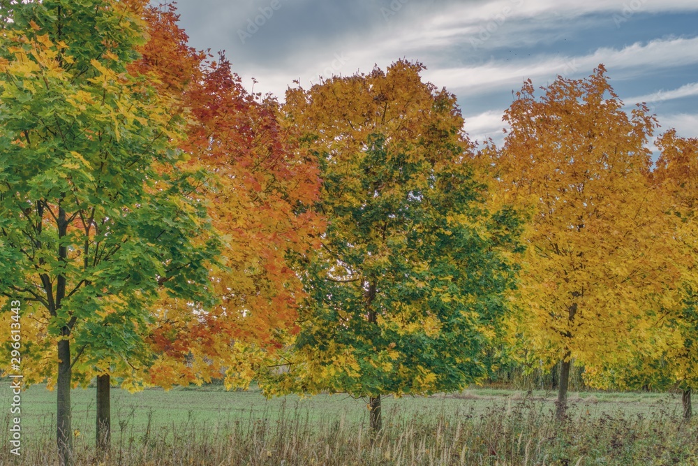 colorful autumn landscape on a sunny day, colorful maple trees, green, red, yellow, orange and red leaves
