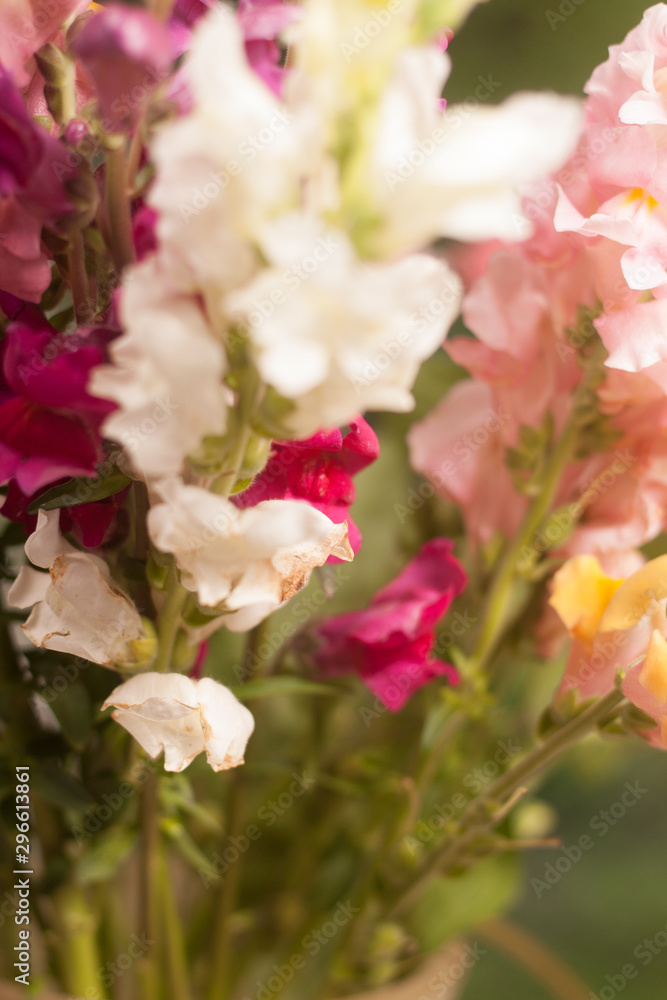 colorful flowers colorful flowers