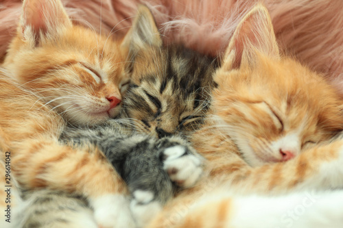 Wallpaper Mural Cute little kittens sleeping on pink furry blanket, closeup Torontodigital.ca