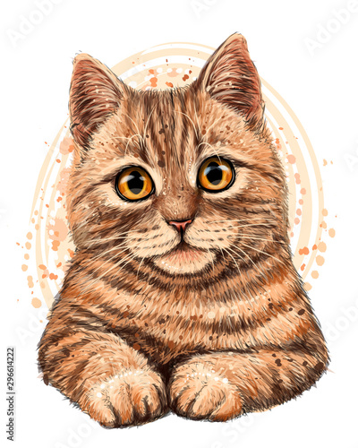 Cat. The color, graphic, artistic drawing of a cute cat  on a white background with a spray of watercolor.
