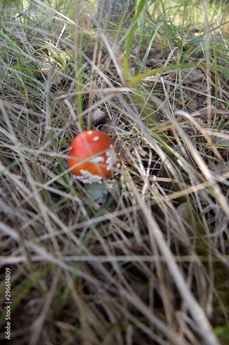 Wallpaper Mural Muchomor czerwony, grzyb niejadalny,trujacy Torontodigital.ca