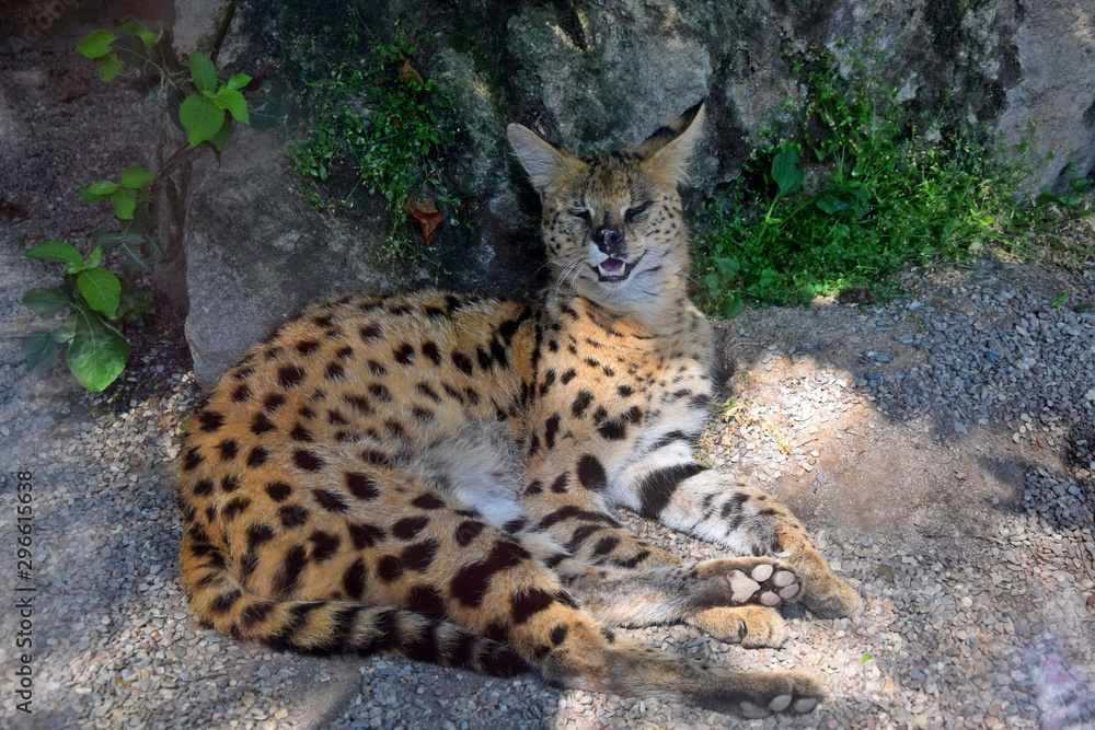 Fototapeta premium Wild Cat Leptailurus Serval Resting