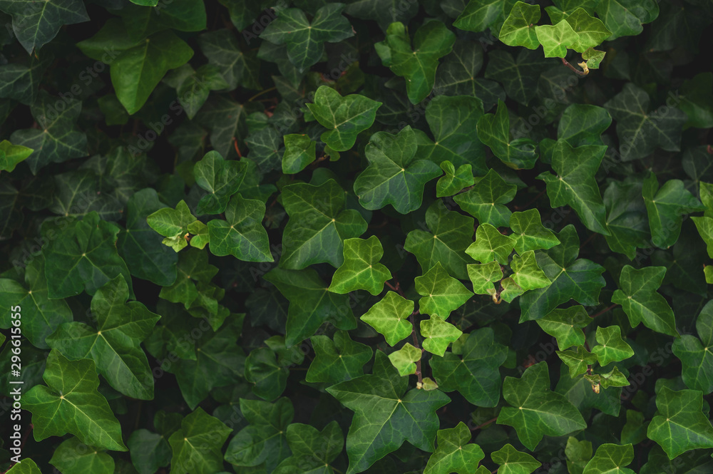 Green leaf texture. Leaf texture beauty background Green leaf texture. Leaf texture beauty background