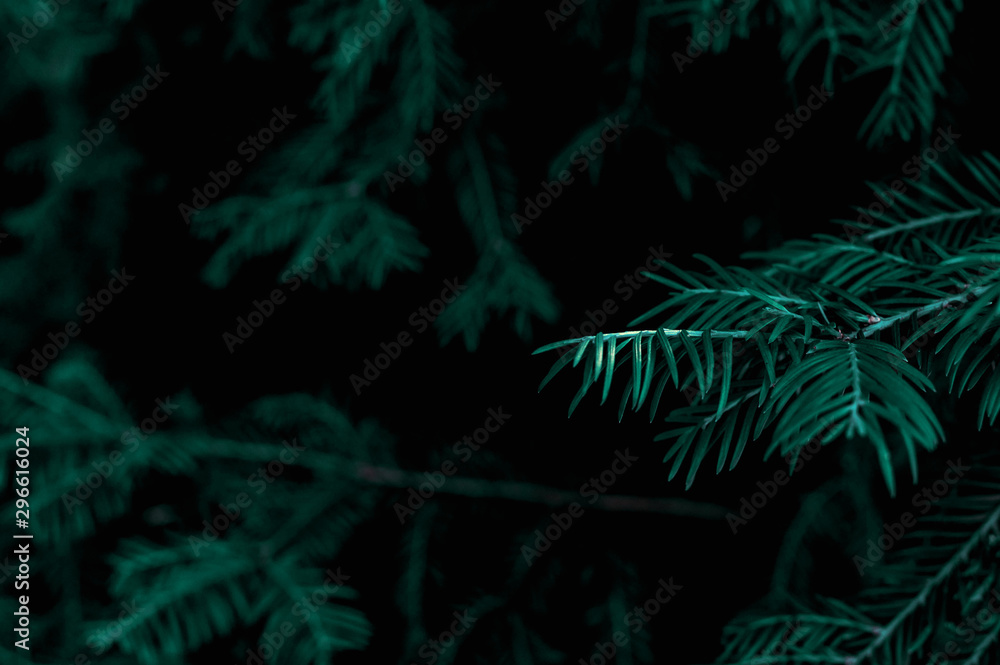 Blue spruce branch on a dark background. Texture and details of the plant