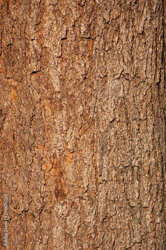 Bark of tree