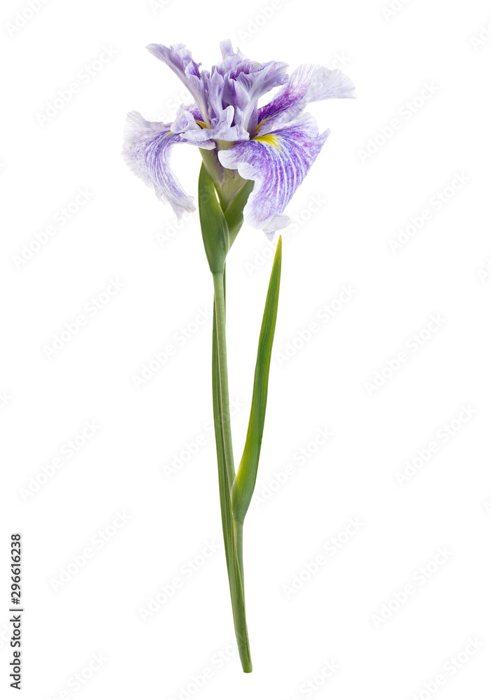Iris flower isolated on a white background. Iris flower isolated on a white background.