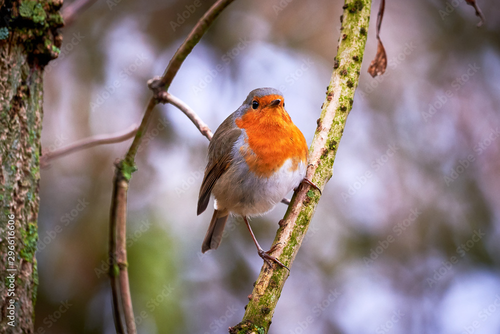 European robin (Erithacus Rubecula) sitting on a branch European robin (Erithacus Rubecula) sitting on a branch