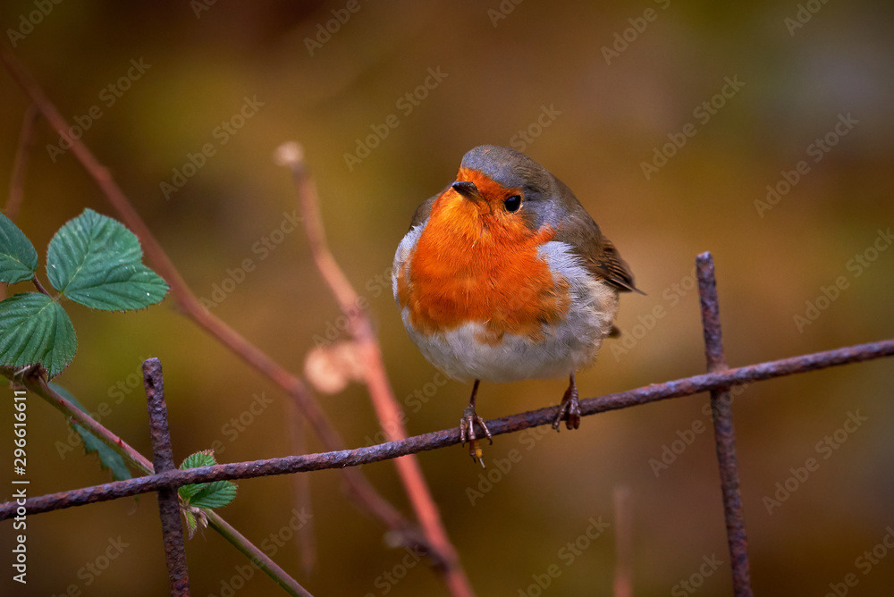 European robin (Erithacus Rubecula) sitting on a fence European robin (Erithacus Rubecula) sitting on a fence