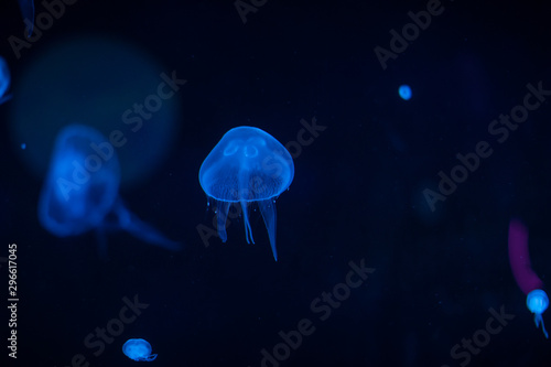 jellyfish in a deep dark blue water © MelaniePhotos