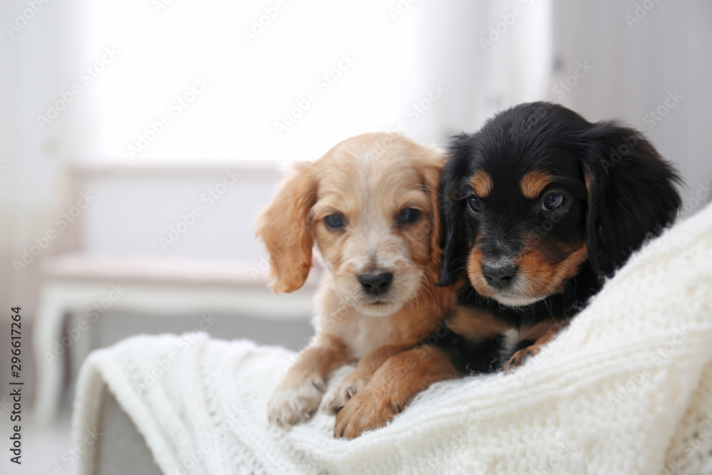 Cute English Cocker Spaniel puppies on sofa indoors. Space for text - obrazy, fototapety, plakaty 