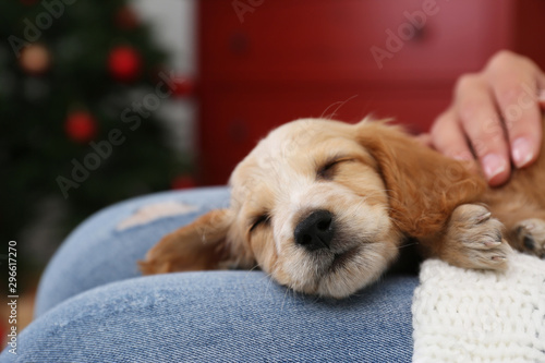 Konstfotografi Owner with cute English Cocker Spaniel puppy indoors, closeup