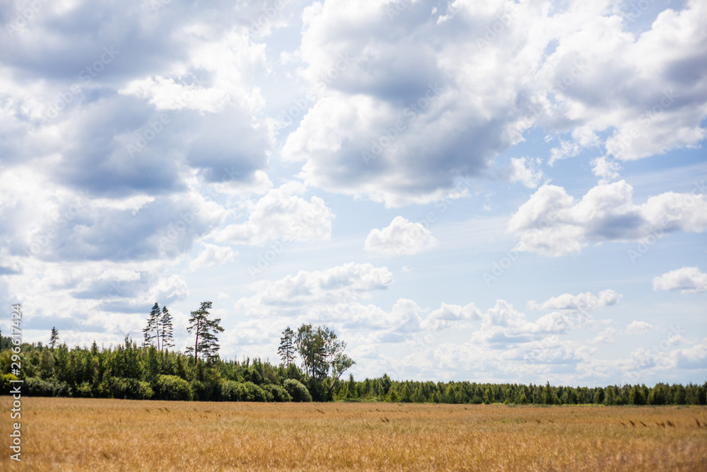 landscape with green field and blue sky landscape with green field and blue sky
