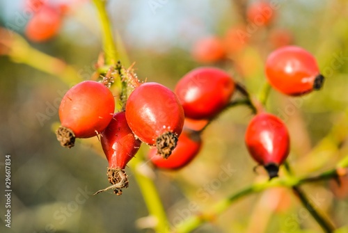 Red ripe wild rosehip berries in autumn on a sunny day