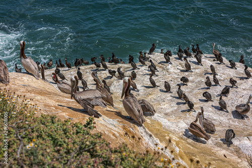 Pelicans on the rocky coastline near La Jolla, San Diego -California, USA © Mohamed