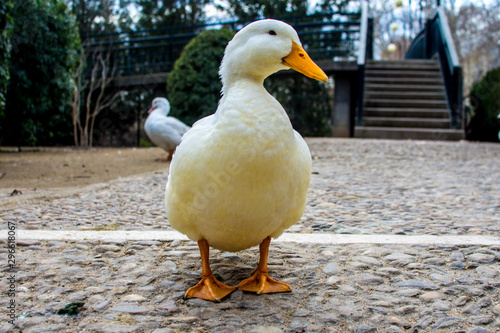 pato 