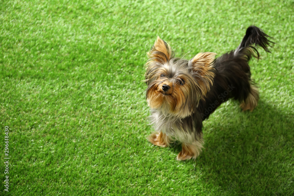 Adorable Yorkshire terrier on green grass, space for text. Cute dog Adorable Yorkshire terrier on green grass, space for text. Cute dog