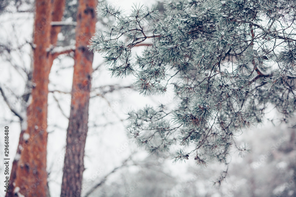 Beautiful winter snowy pine tree path covered with snow at frosty afternoon Beautiful winter snowy pine tree path covered with snow at frosty afternoon