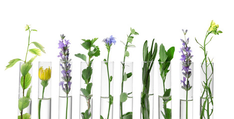 Different plants in test tubes on white background