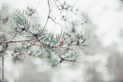 Beautiful winter snowy pine tree path covered with snow at frosty afternoon 