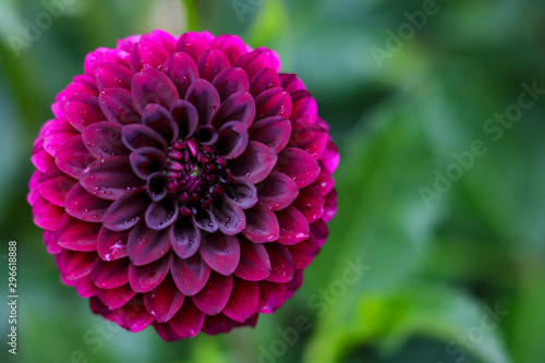 red and purple dahlia flower seen from above