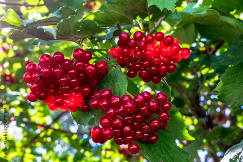 berries of red guelder rose on bush