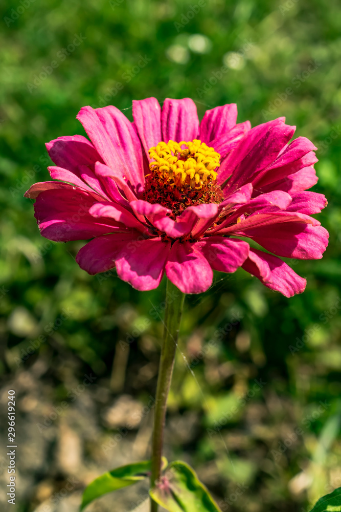 Obraz premium pink gerbera