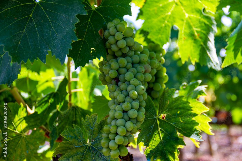 grapes on the vine grapes on the vine