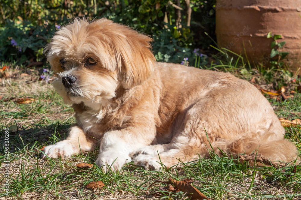 Lhasa Apso dog in a garden Lhasa Apso dog in a garden